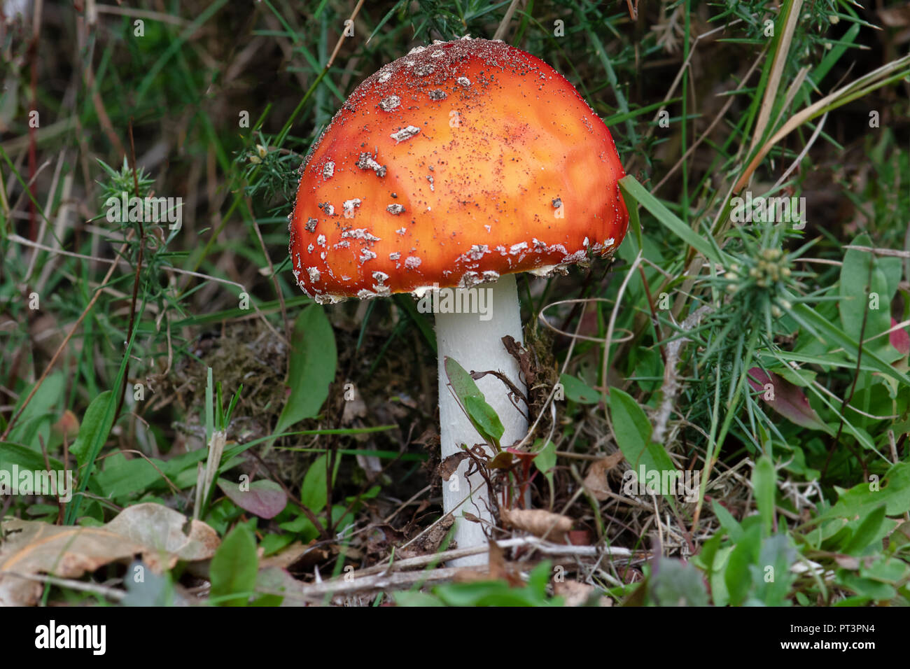 Un vicino la fotografia di un unico stelo amanita muscaria, comunemente noto come il fly agaric o fly amanita. Appena cresciuta e ha ancora sporco sulla parte superiore Foto Stock