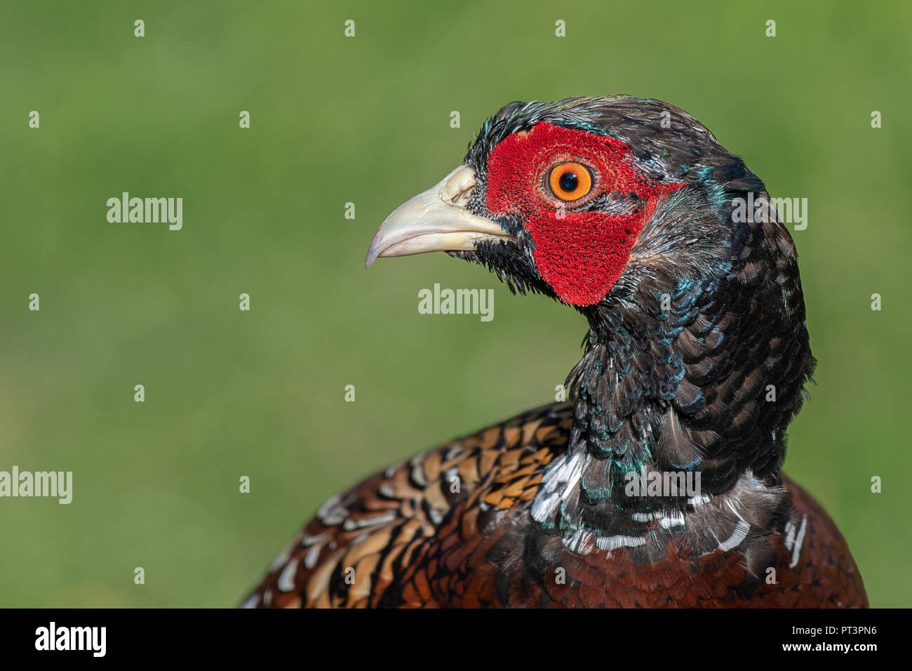 Un molto vicino la fotografia della testa di un fagiano maschio. Si tratta di un profilo verticale e l'uccello è rivolto a sinistra in spazio aperto Foto Stock