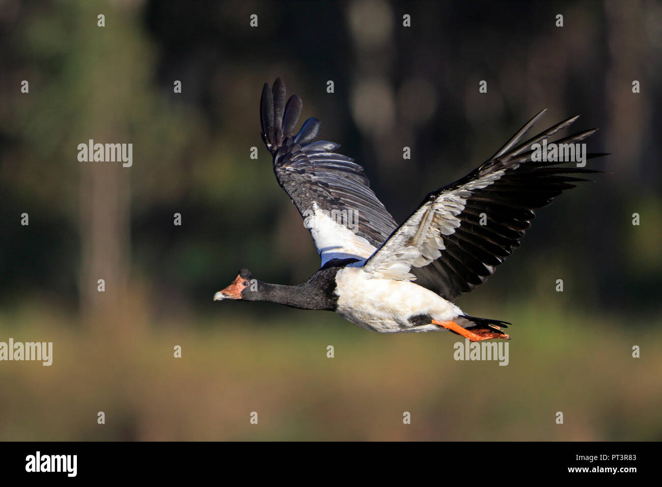 Gazza oca in volo nel lontano Nord Queensland Australia Foto Stock