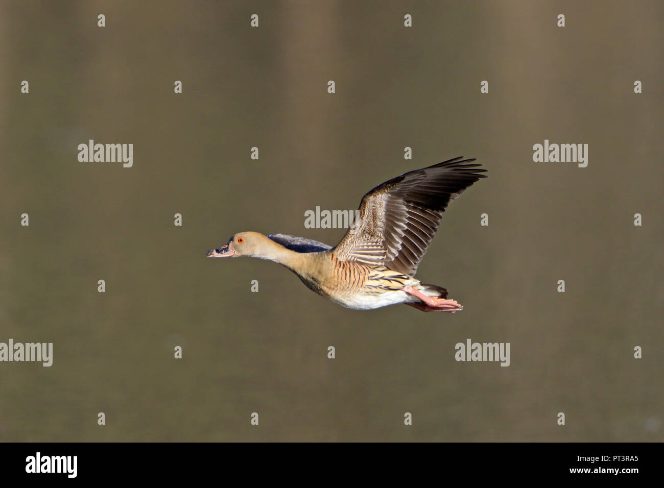 Sibilo piumati-anatra in volo a palude Hasties nel lontano Nord Queensland Australia Foto Stock