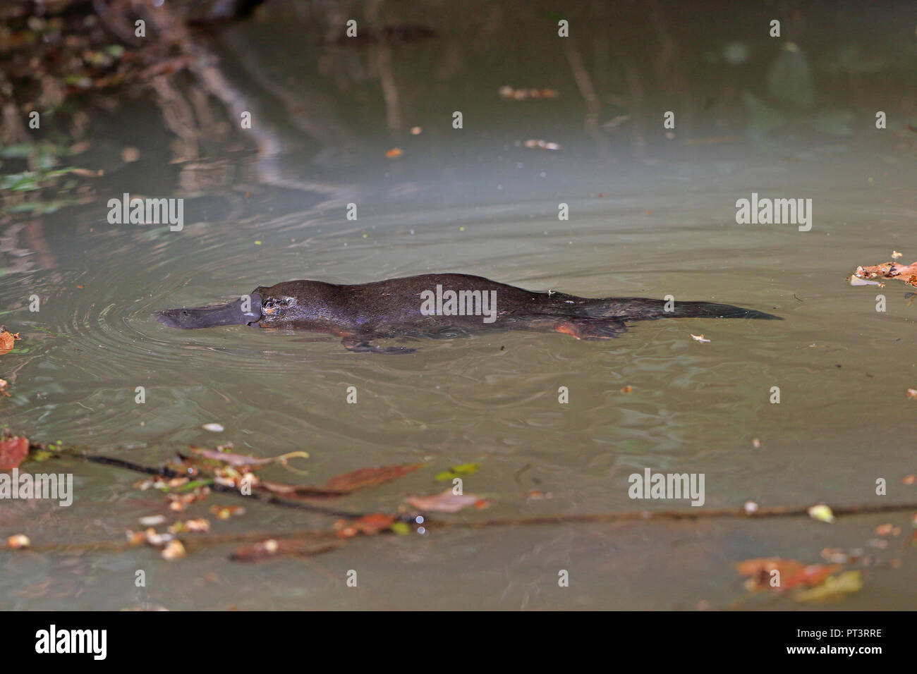 Duck-fatturati ornitorinchi nel lontano Nord Queensland Australia Foto Stock