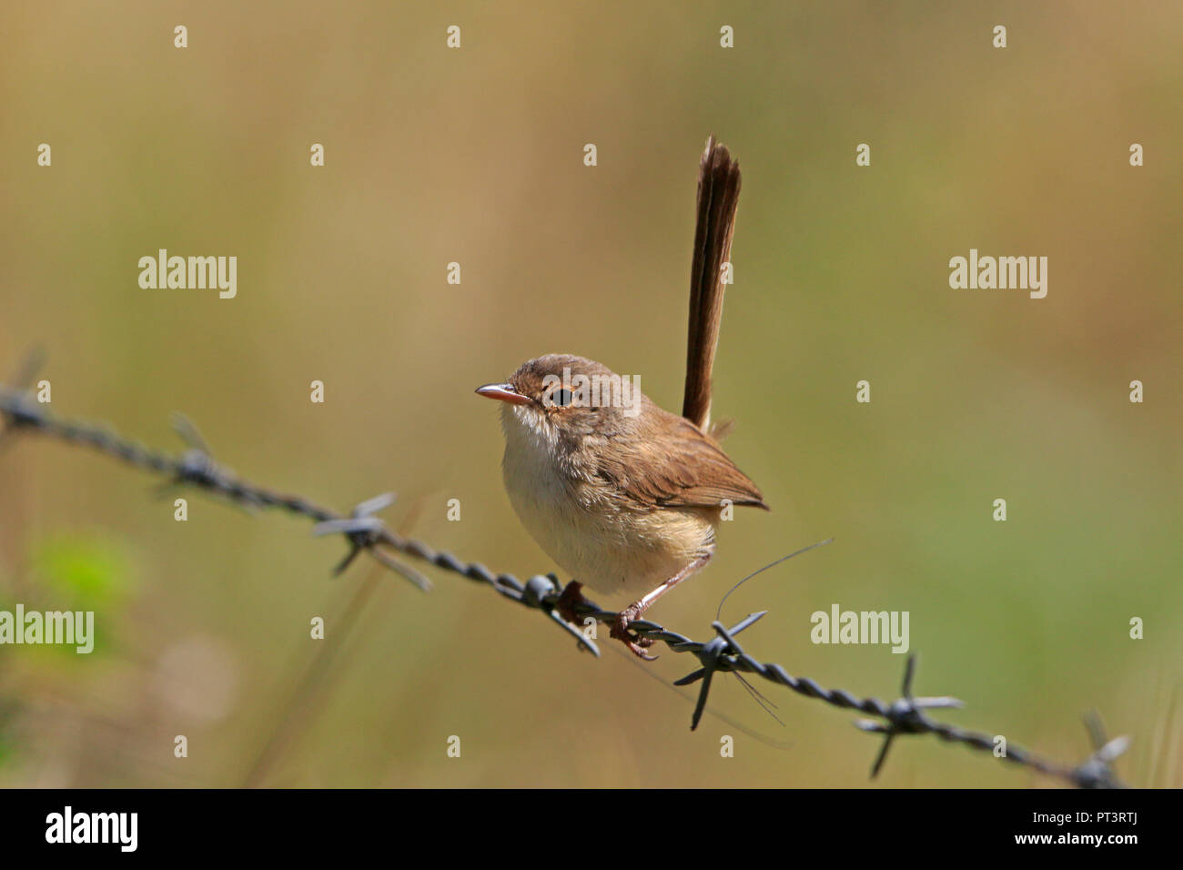 Femmina rosso-backed Fairy-wren nel lontano Nord Queensland Australia Foto Stock