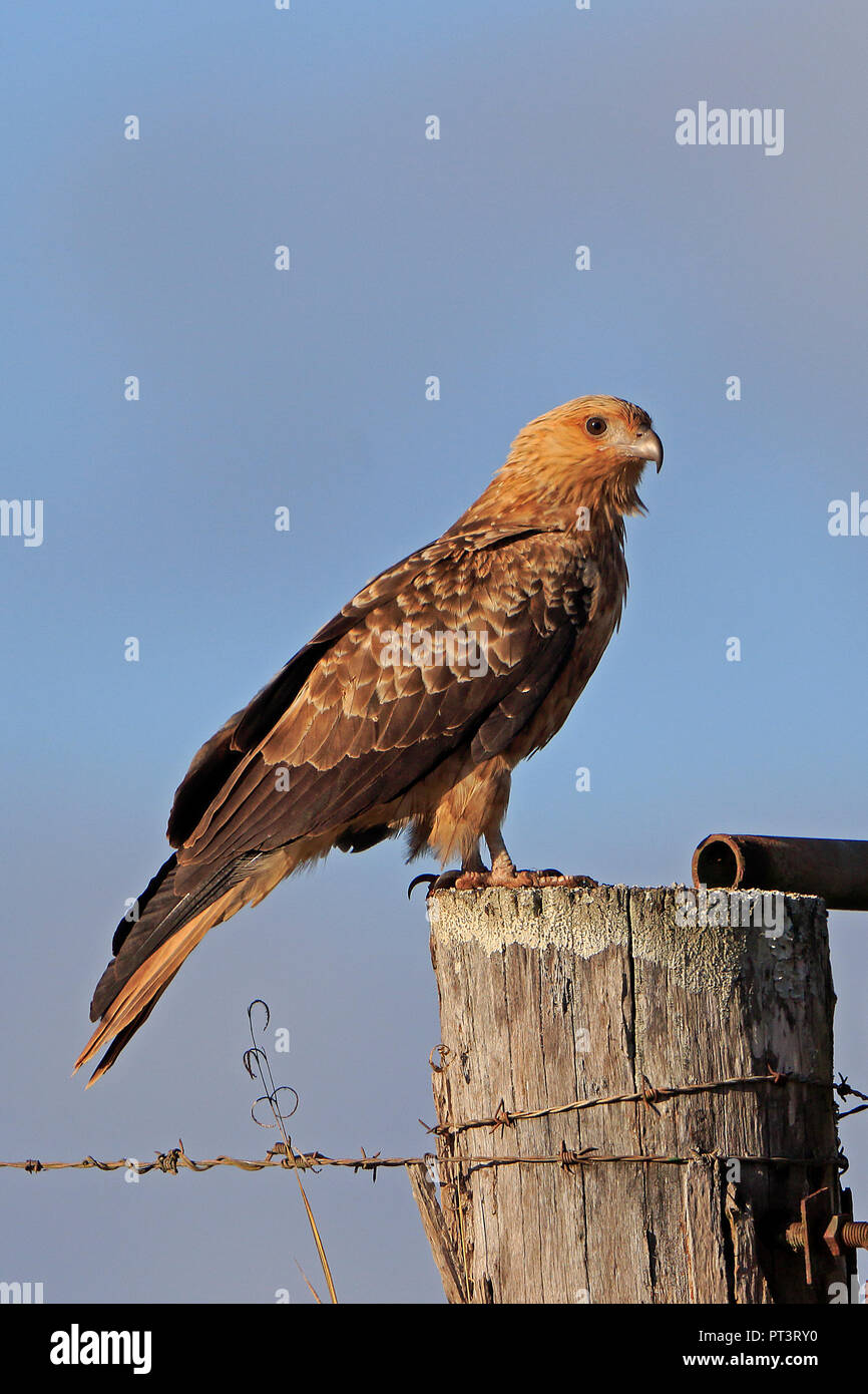 Sibilo Kite arroccato su una fattoria recinto nel lontano Nord Queensland Australia Foto Stock