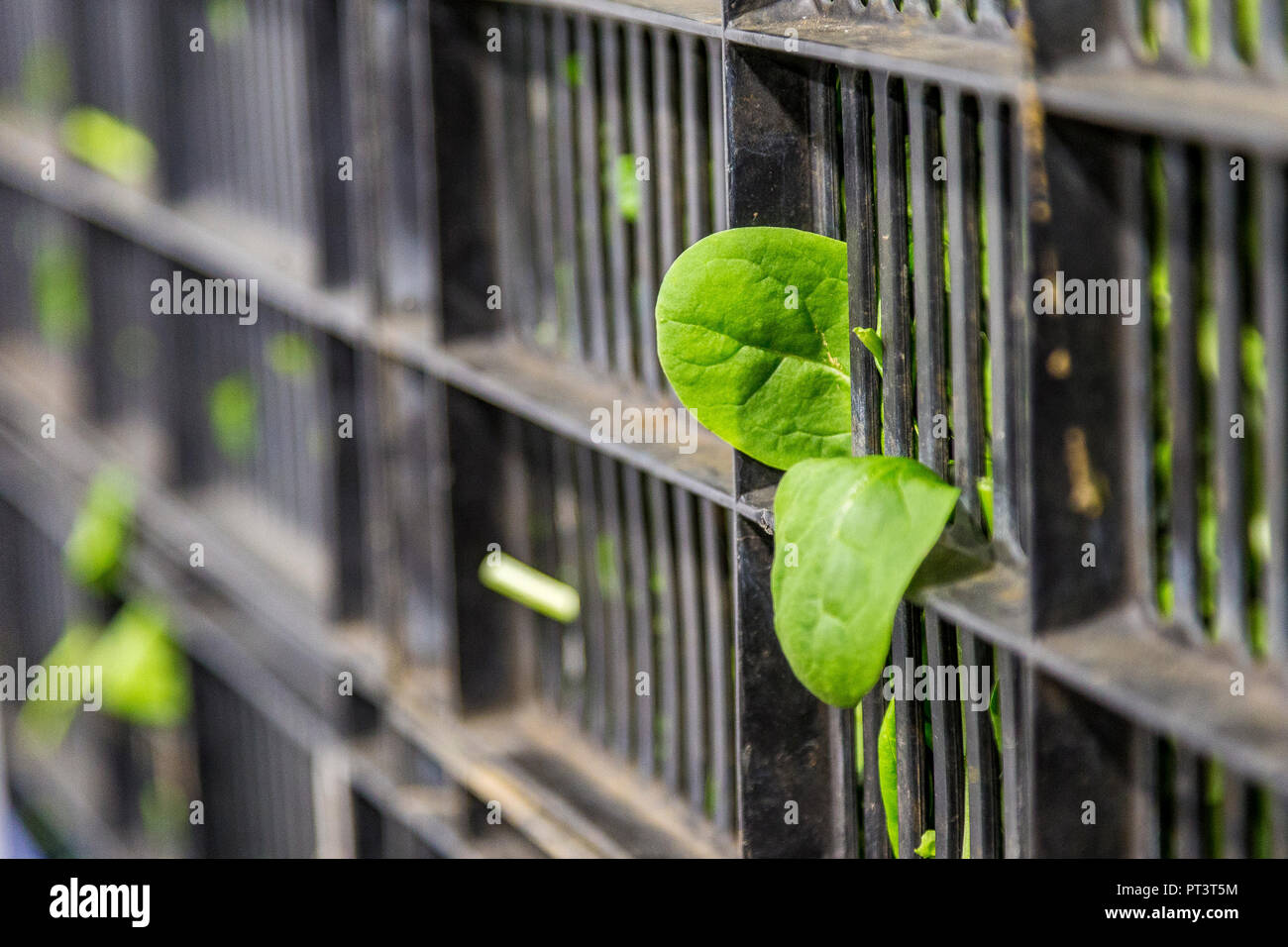 La produzione alimentare nel Regno Unito - frutta, verdure, insalate preparate, vita sana Foto Stock