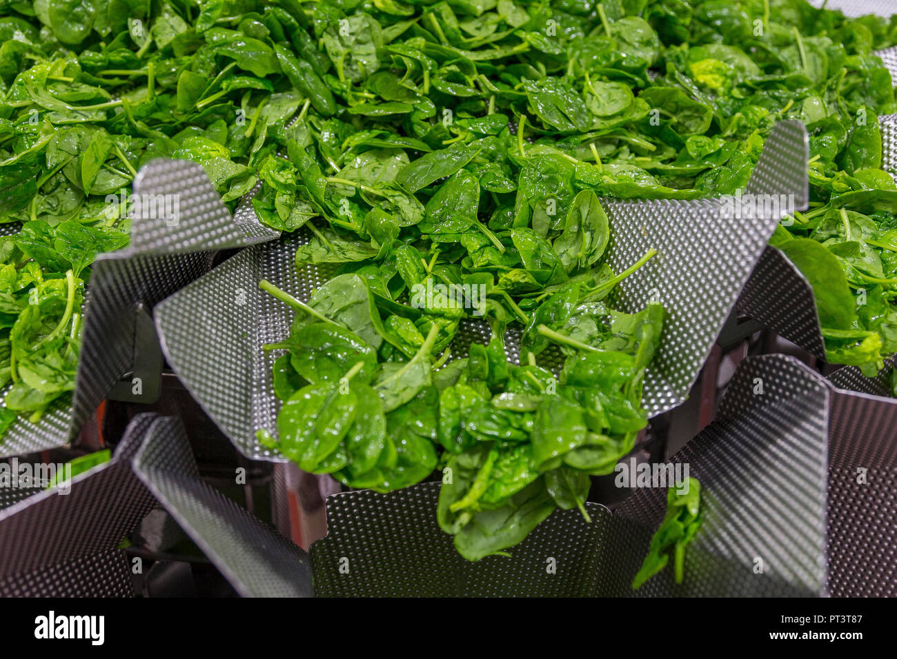 La produzione alimentare nel Regno Unito - frutta, verdure, insalate preparate, vita sana Foto Stock