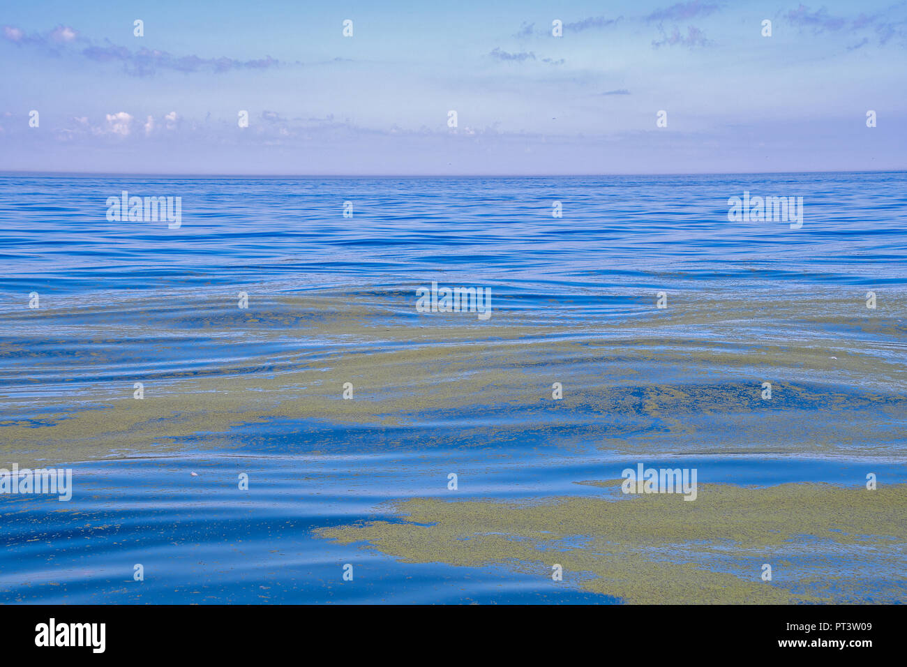 Le patch di lenticchie d'acqua galleggiante sul Lago Michigan acqua Foto Stock