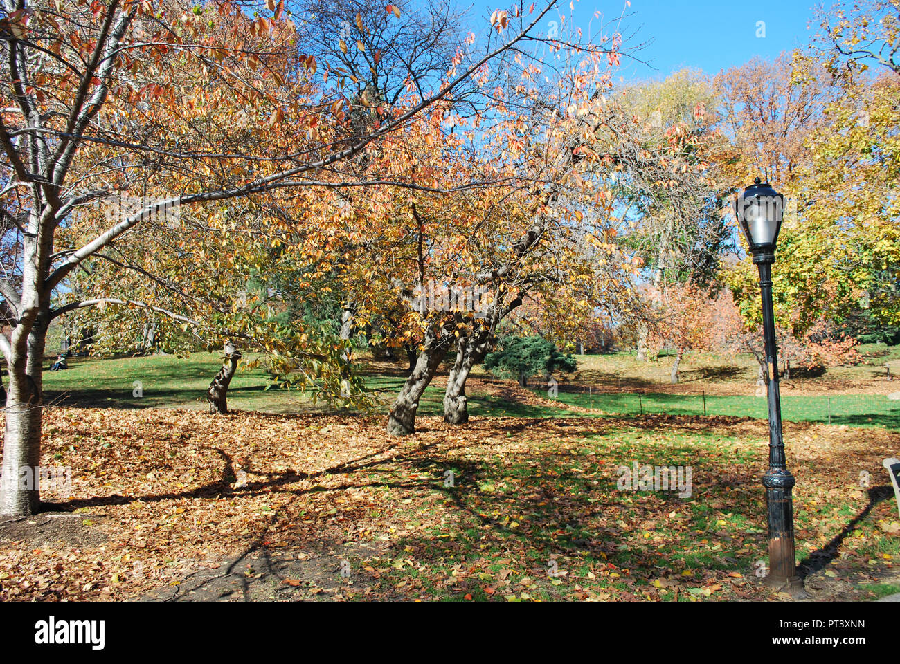 Foglie di autunno a Central Park di new york Foto Stock