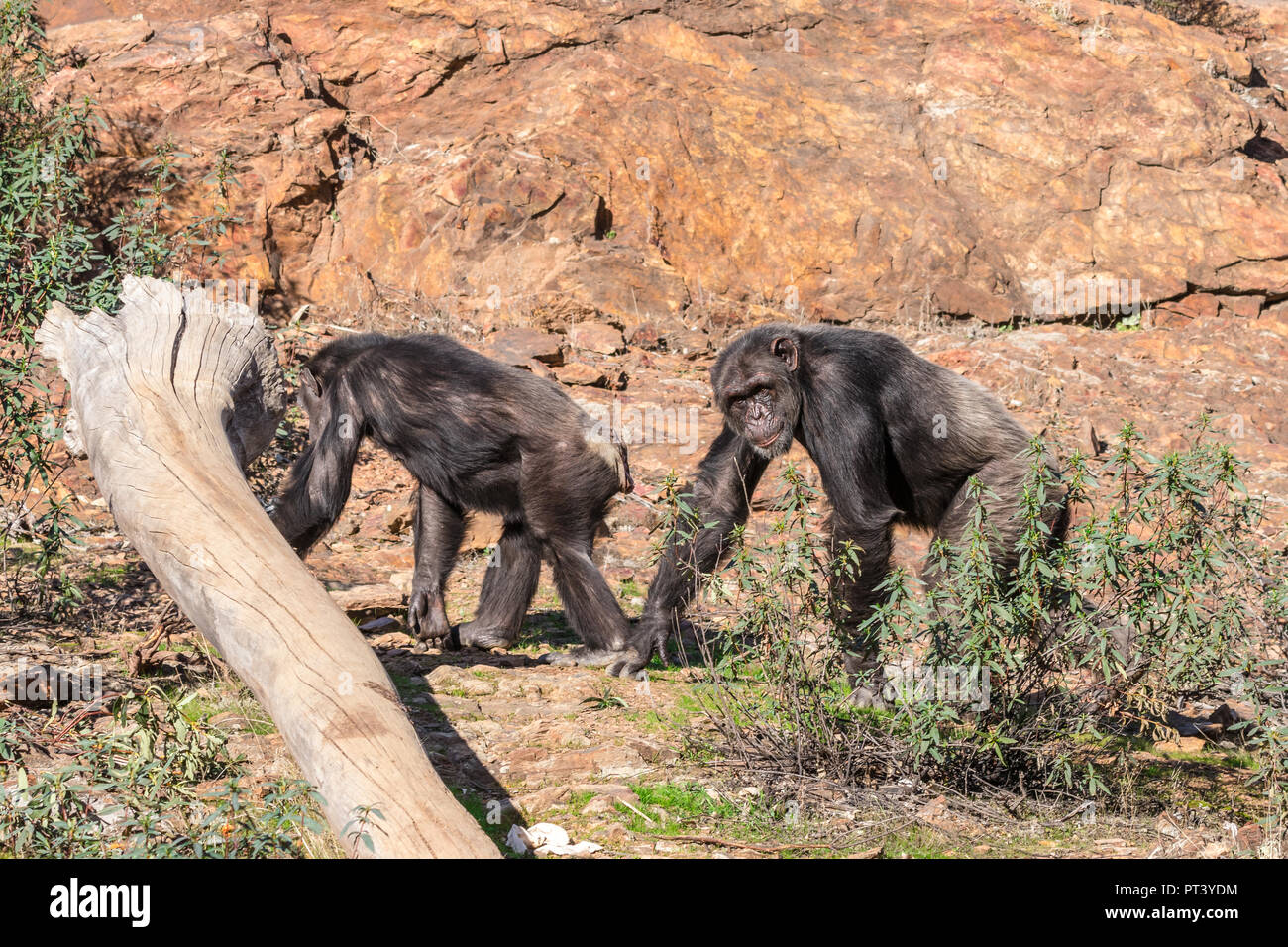 Uno scimpanzé maschio e femmina per accoppiamento stagione in habitat naturali Foto Stock