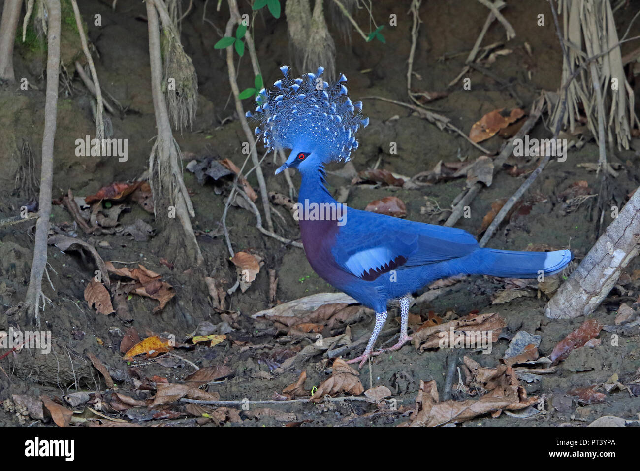 Victoria incoronato piccione in Papua Nuova Guinea Foto Stock