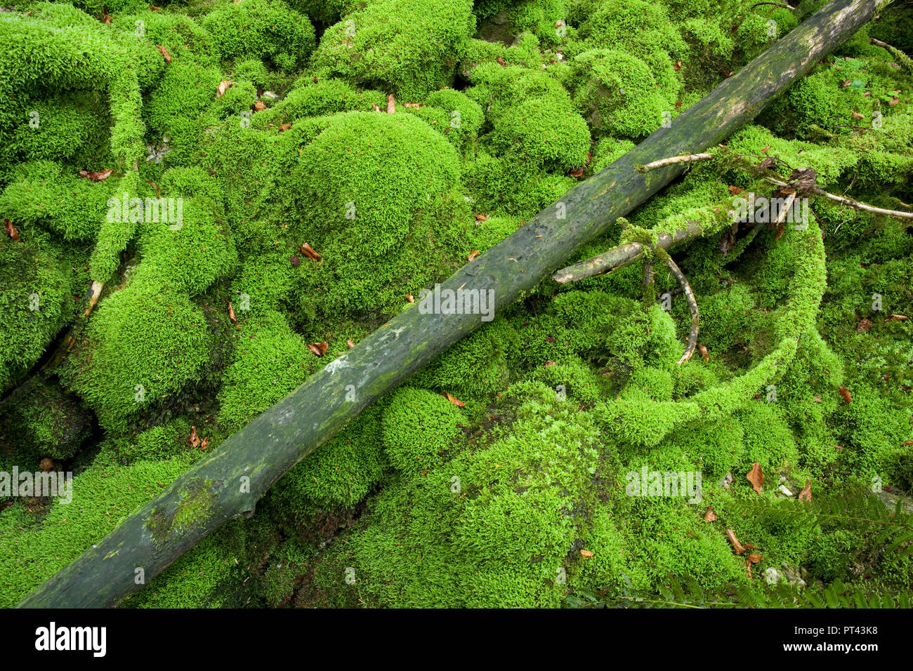 Moss-coperto streambed in Strubtal, Lofer montagne, Tirolo, Austria. Foto Stock