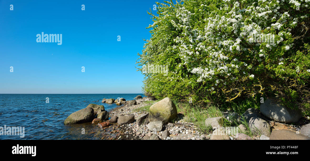 Mar baltico in primavera, massi sulla riva, fioritura mela selvatica arbusti, Mönchgut peninsula, Riserva della Biosfera Sudest Rügen, Rügen Isola, Meclenburgo-Pomerania Occidentale, Germania Foto Stock