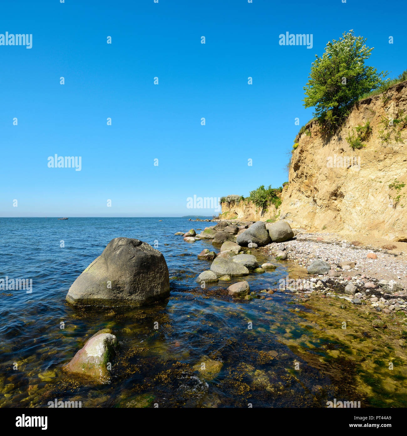 Costa Baltica in primavera, massi sulla riva, arbusti fioriti, scogliere dell'Reddevitzer Höft, Mönchgut peninsula, Riserva della Biosfera Sudest Rügen, Rügen Isola, Meclenburgo-Pomerania Occidentale, Germania Foto Stock