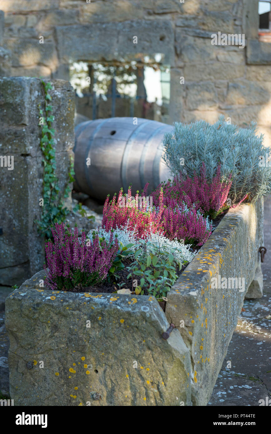 Germania, Baden-Württemberg, Kraichgau, Ravensburg rovine del castello, il cortile comune (Erica Calluna vulgaris) in antica pietra abbeveratoi Foto Stock