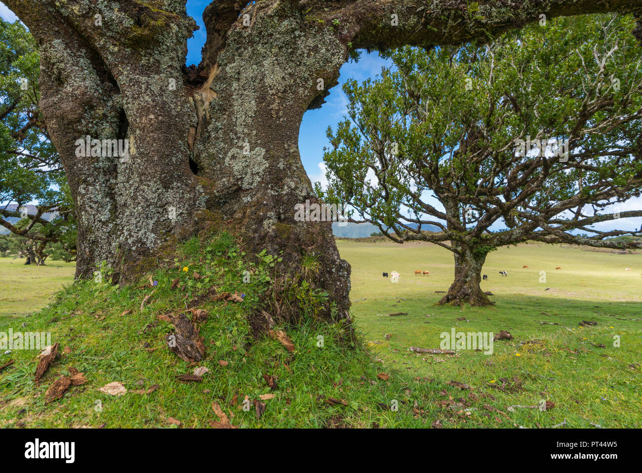 Gli alberi di alloro e mucche al pascolo in background, di Laurisilva, Fanal, Porto Moniz comune, regione di Madera, Portogallo, Foto Stock