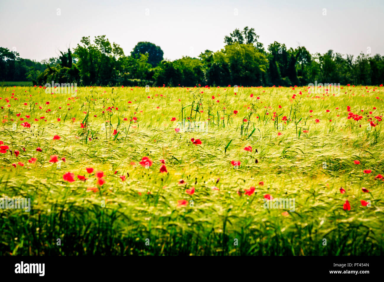I campi nella campagna di Udine, provincia di Udine, Friuli Venezia Giulia, Italia Foto Stock