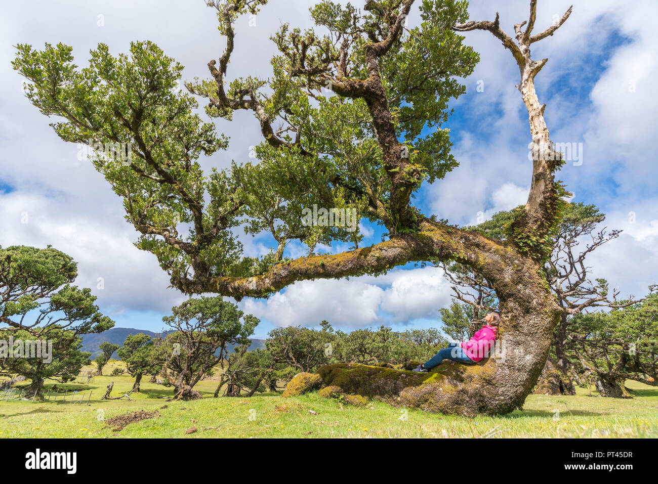 Donna seduta su un albero di alloro in la laurisilva, Fanal, Porto Moniz comune, regione di Madera, Portogallo, Foto Stock