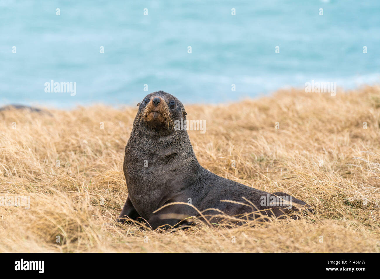 Pelliccia sigillo sull'erba al punto Katiki, Moeraki penisola, Waitaki district, regione di Otago, South Island, in Nuova Zelanda, Foto Stock