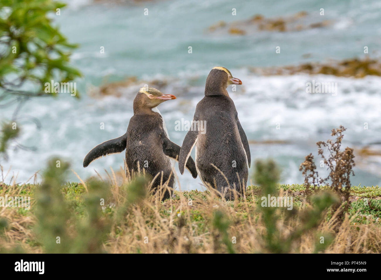 Paio di giallo eyed pinguini a punto Katiki in estate, Moeraki penisola, Waitaki district, regione di Otago, South Island, in Nuova Zelanda, Foto Stock