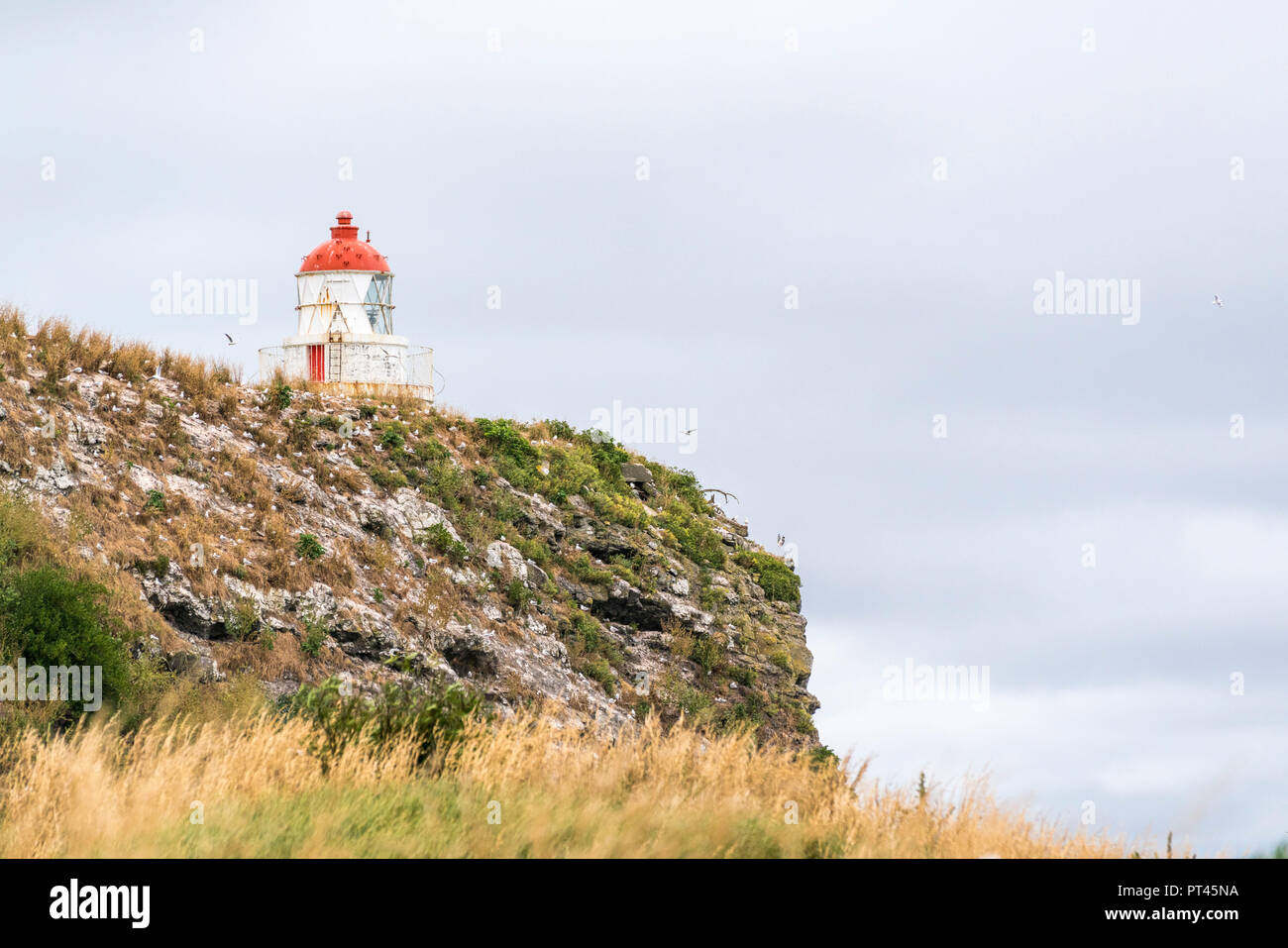 Faro di Taiaroa Head, Harington Point, penisola di Otago, regione di Otago, South Island, in Nuova Zelanda, Foto Stock