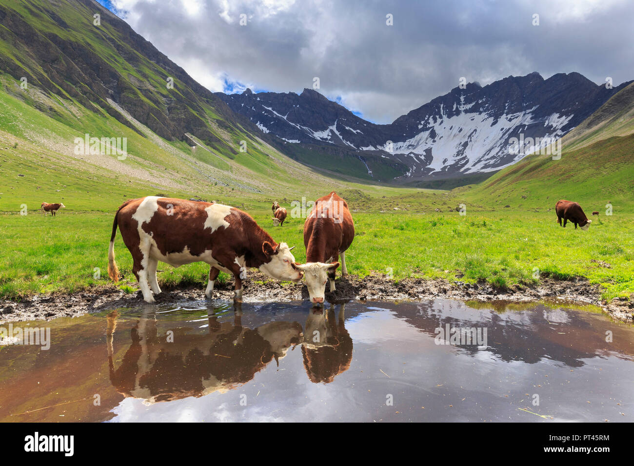 Vacche drink in una pozza nel Malatrà Valley, Malatrà Valley, Val Ferret, Courmayeur, in Valle d'Aosta, Italia, Europa Foto Stock