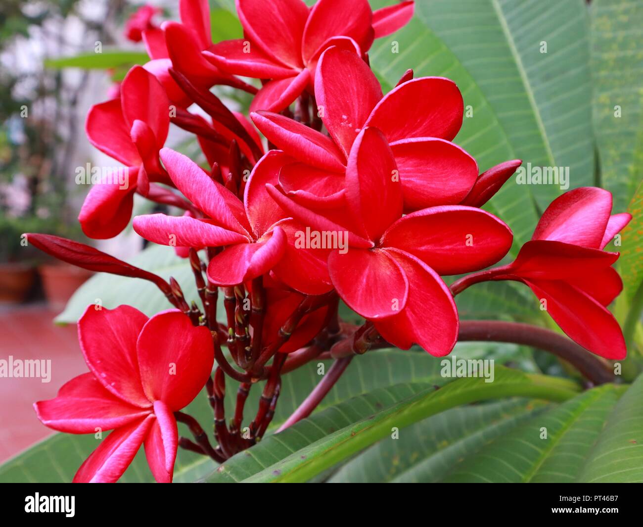 Magnifica e delicati fiori di colore rosso Foto Stock