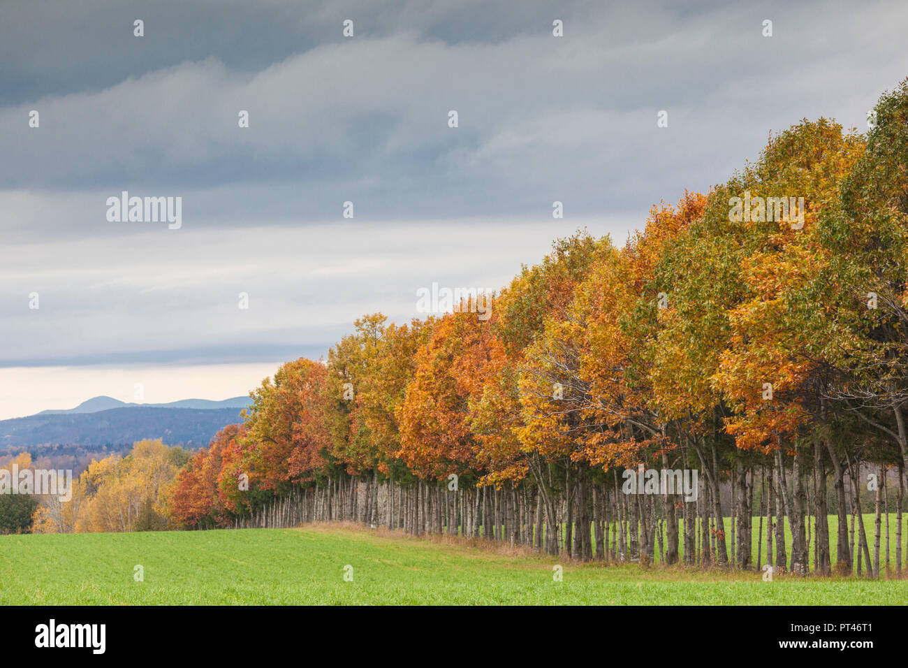 Canada Quebec, Estrie Regione, Stanstead-Est, alberi d'autunno Foto Stock