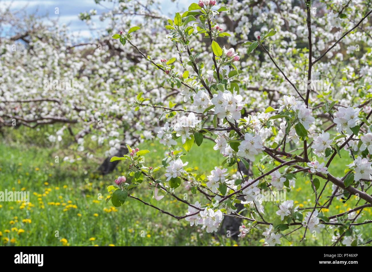 Stati Uniti d'America, New England, Massachusetts, Bolton, meli in fiore, primavera Foto Stock