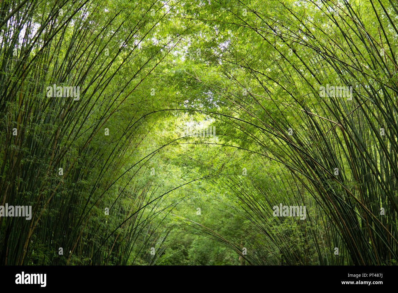 Verde foresta di bamboo sfondo Foto Stock