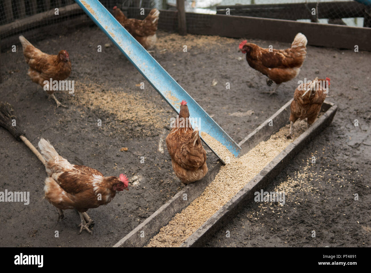 Le galline in una fattoria Foto Stock