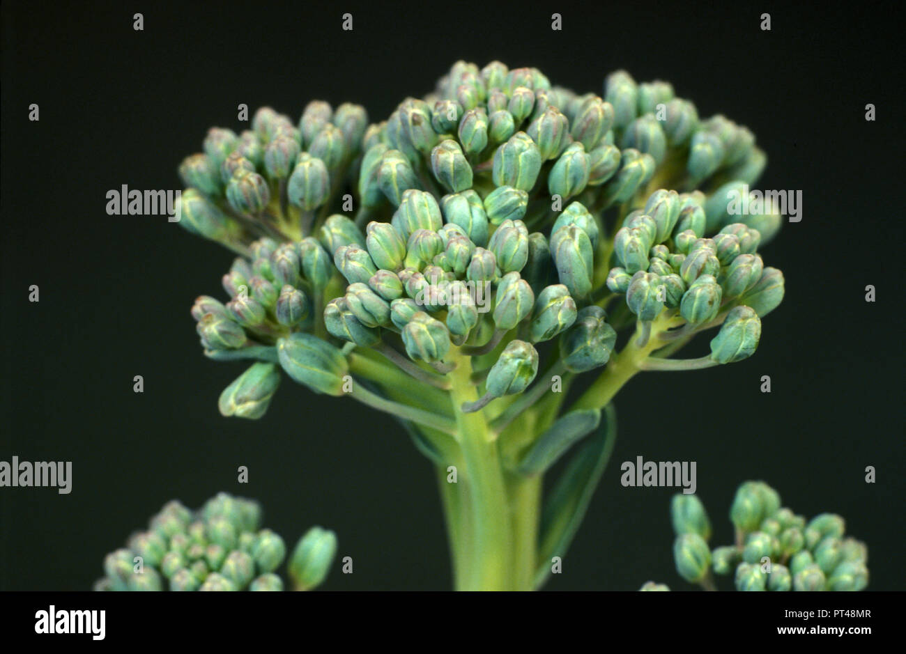 IMMAGINE DI STUDIO DI BROCCOLI ‚VERDI IN GERME‘ BRASSICA OLERACEA (BRASSICACEAE) SU SFONDO NERO. Foto Stock