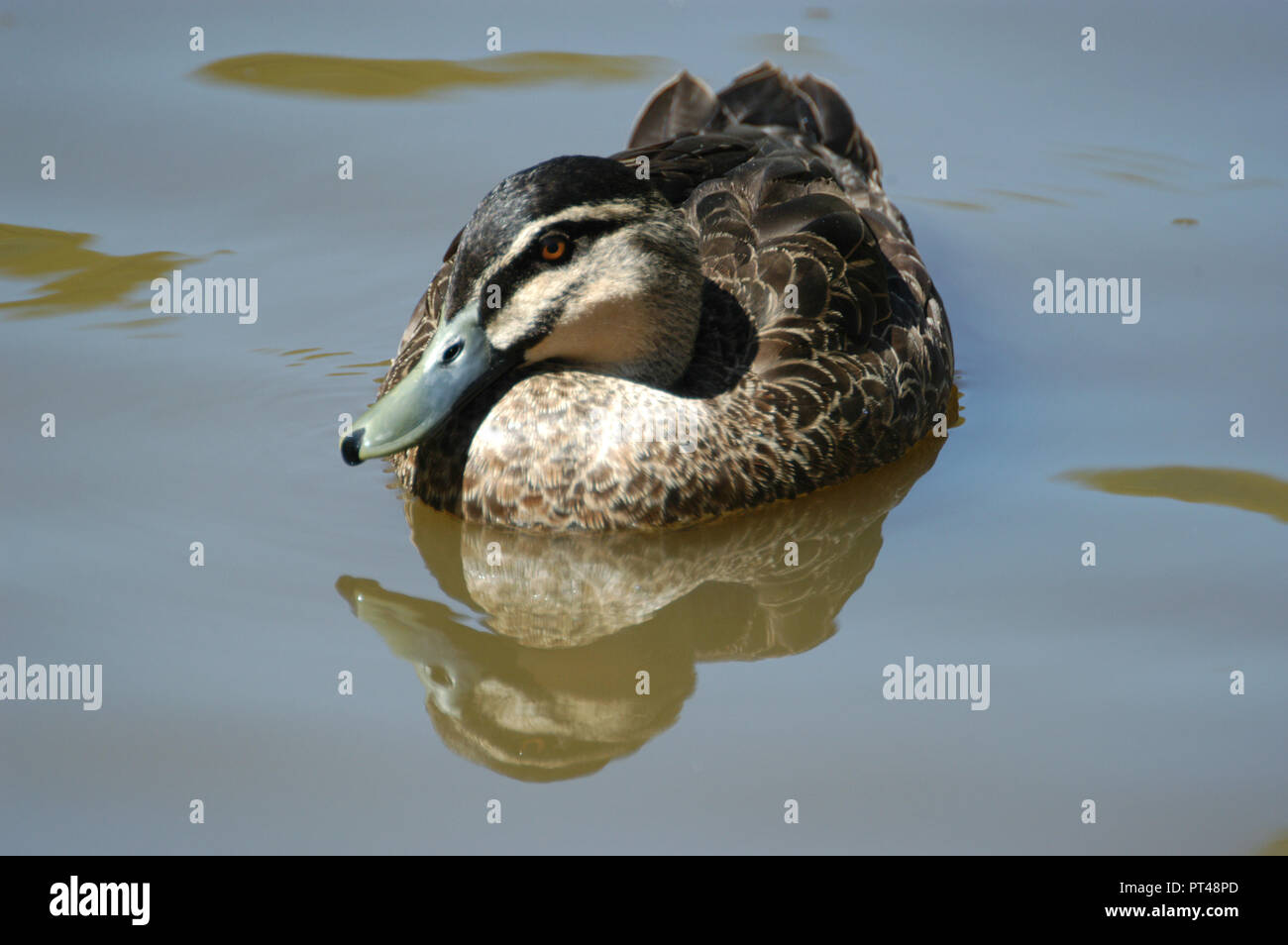 Pacific black duck (Anas superciliosa), comunemente noto come il PBD Foto Stock