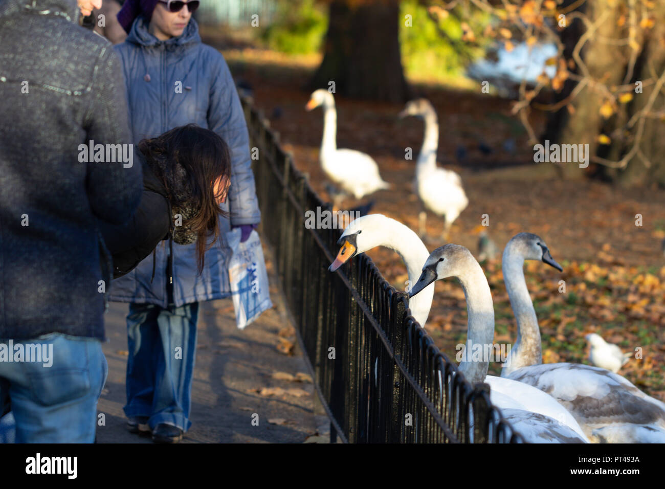 Persone che interagiscono con cigni in St James Park, Londra, Inghilterra Foto Stock