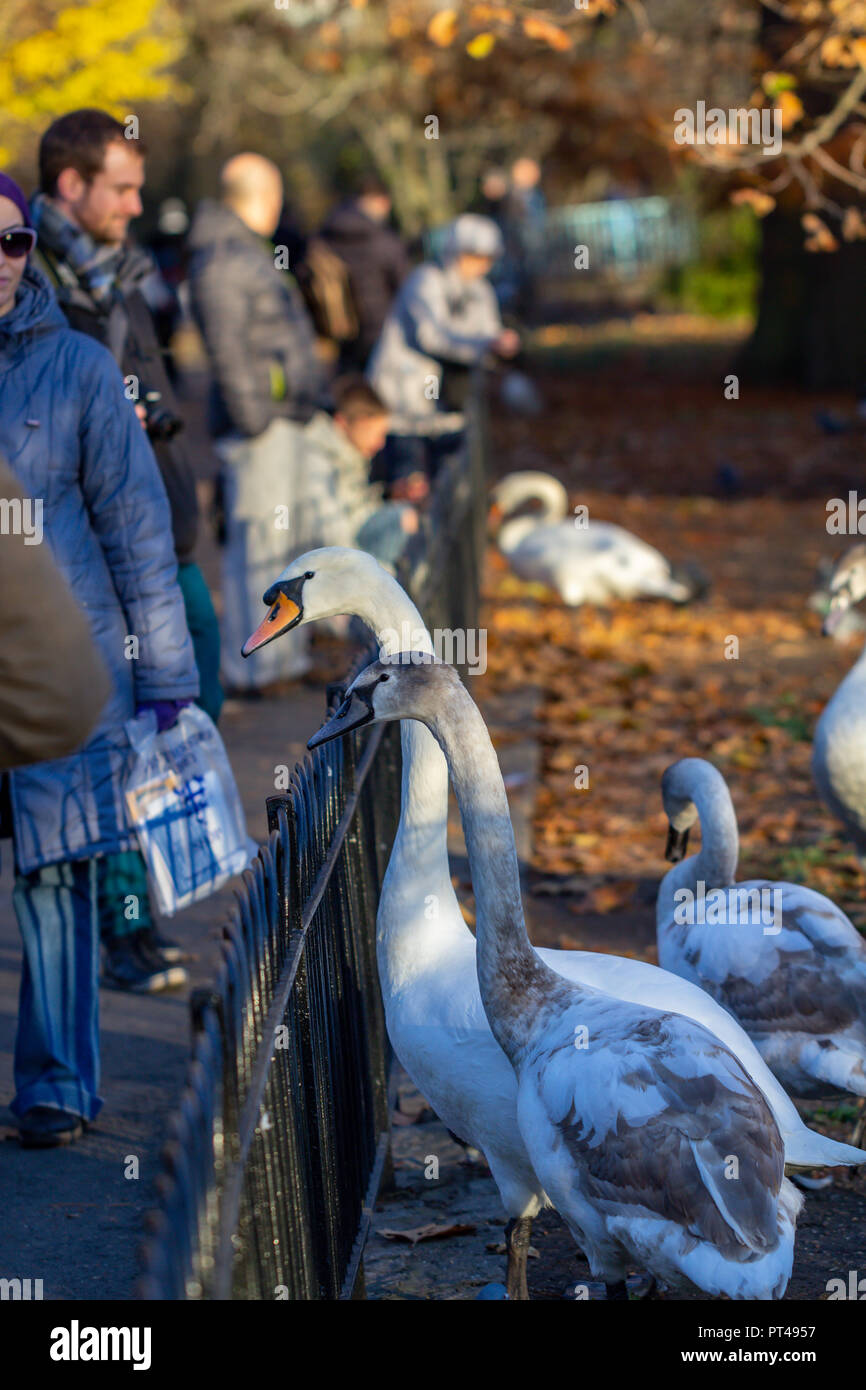 Persone che interagiscono con cigni in St James Park, Londra, Inghilterra Foto Stock