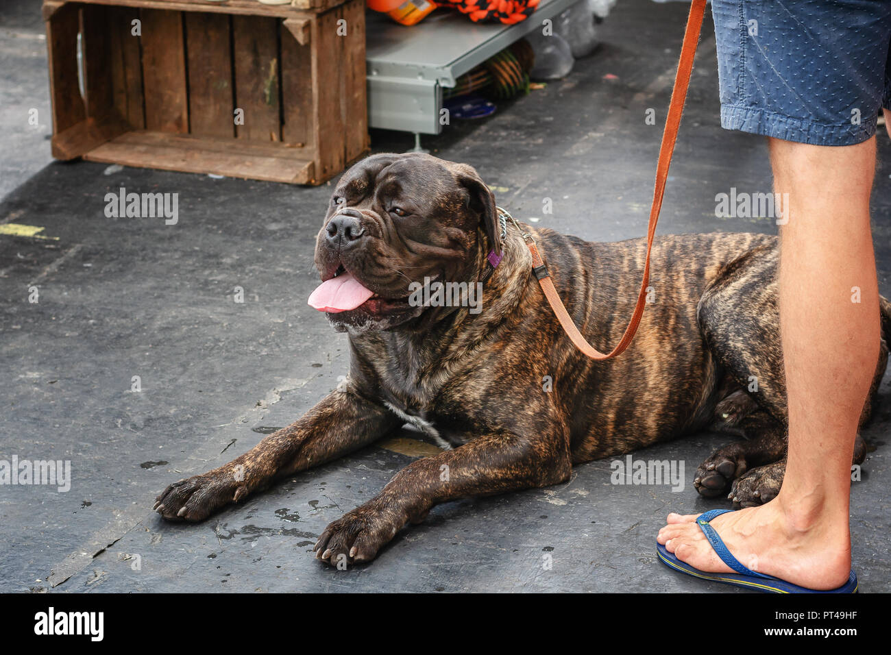 Bullmastiff appoggia durante il World dog show di Amsterdam nei Paesi Bassi Foto Stock