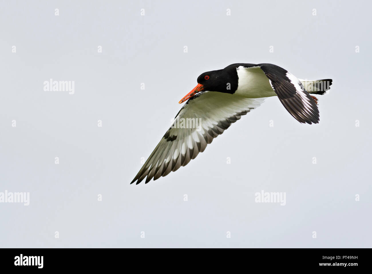 Eurasian Oystercatcher - Haematopus ostralegus, bellissimo uccello dalla Comunità e coste asiatiche e scogliere. Foto Stock