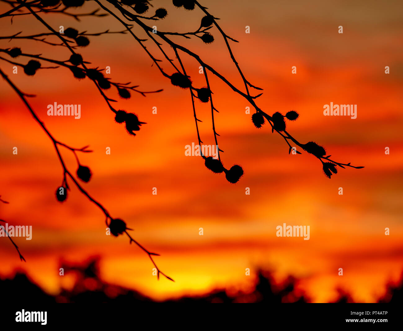 Immagine di sagome di beechnuts durante il tramonto rosso Foto Stock