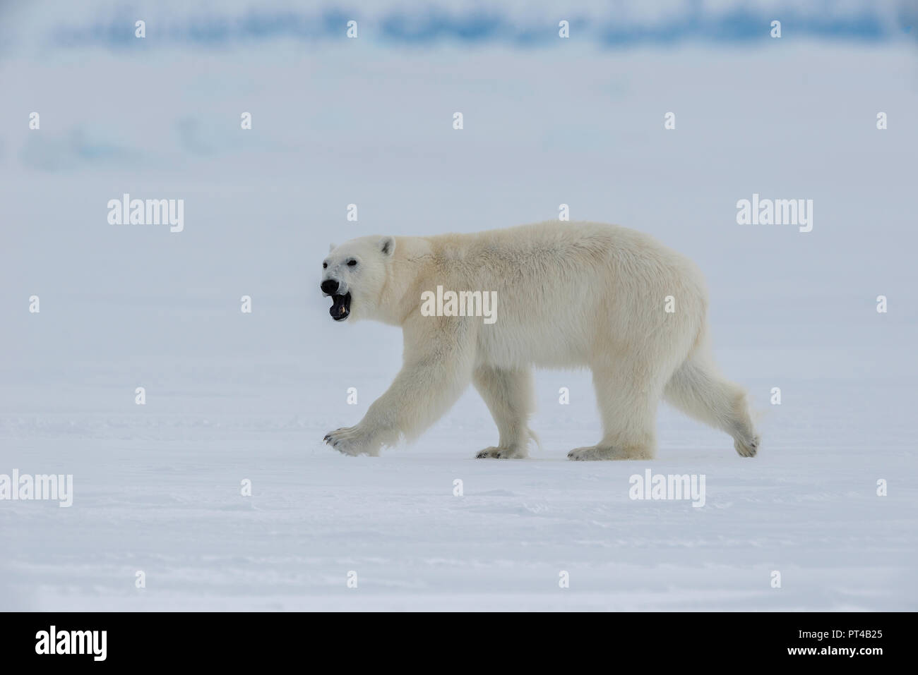 Orso polare in pattuglia ice floes all'estremità nord della isola di Baffin. Foto Stock