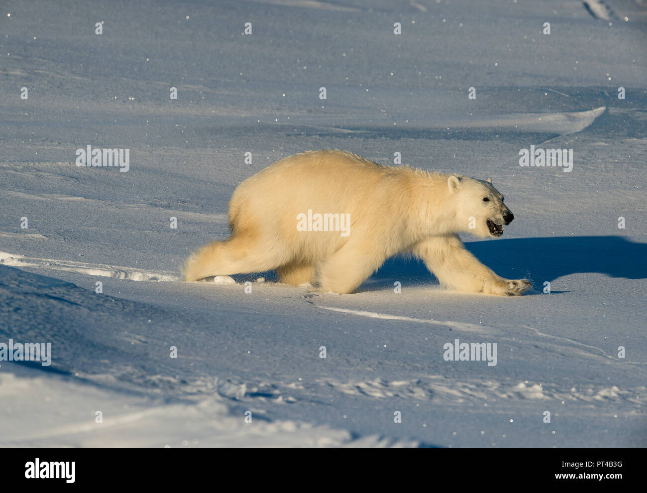 Orso polare in pattuglia ice floes all'estremità nord della isola di Baffin. Foto Stock