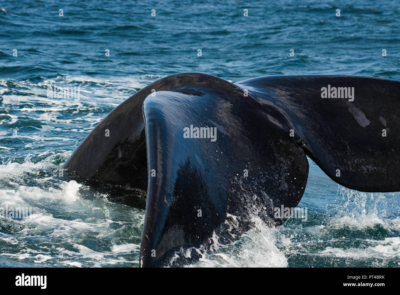 Southern Right whale tail fluke da vicino. Foto Stock