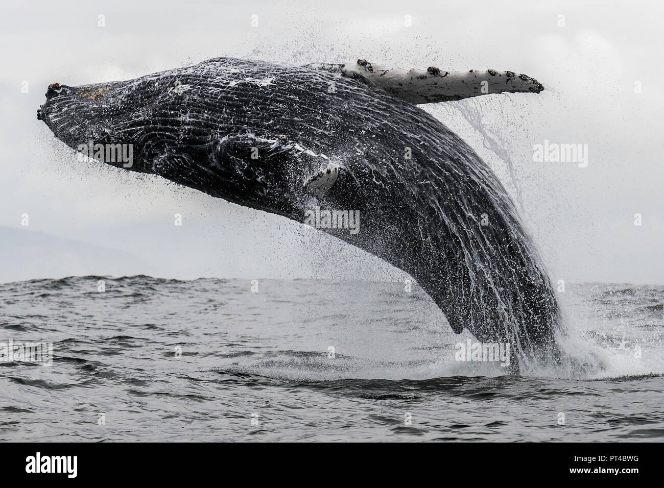 Violare Humpback Whale, Langebaan, Sud Africa. Foto Stock