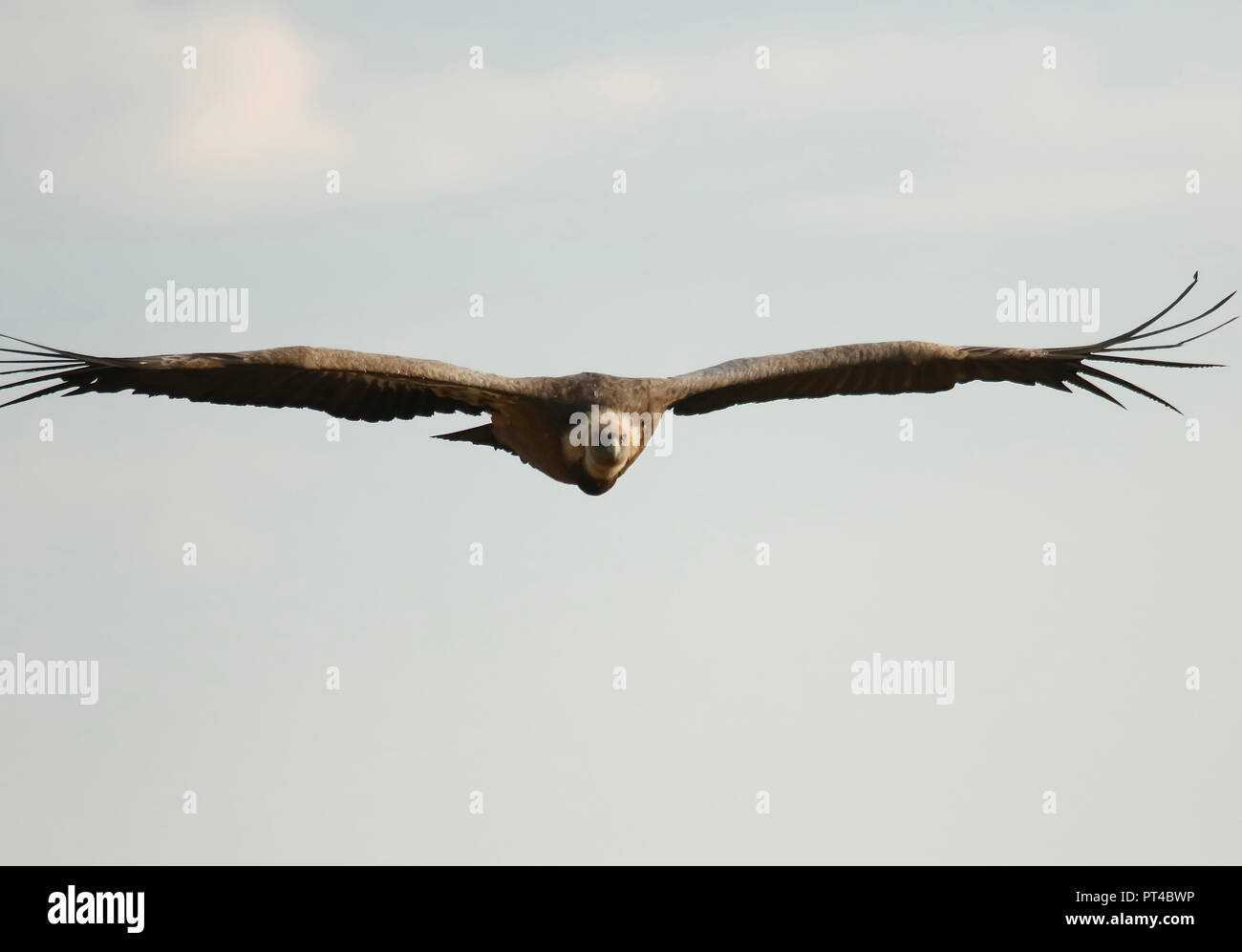 Avvoltoio,Gyps fulvus, Hoces del Río Duratón parco naturale, provincia di Segovia, Castiglia-Leon, Spagna Foto Stock