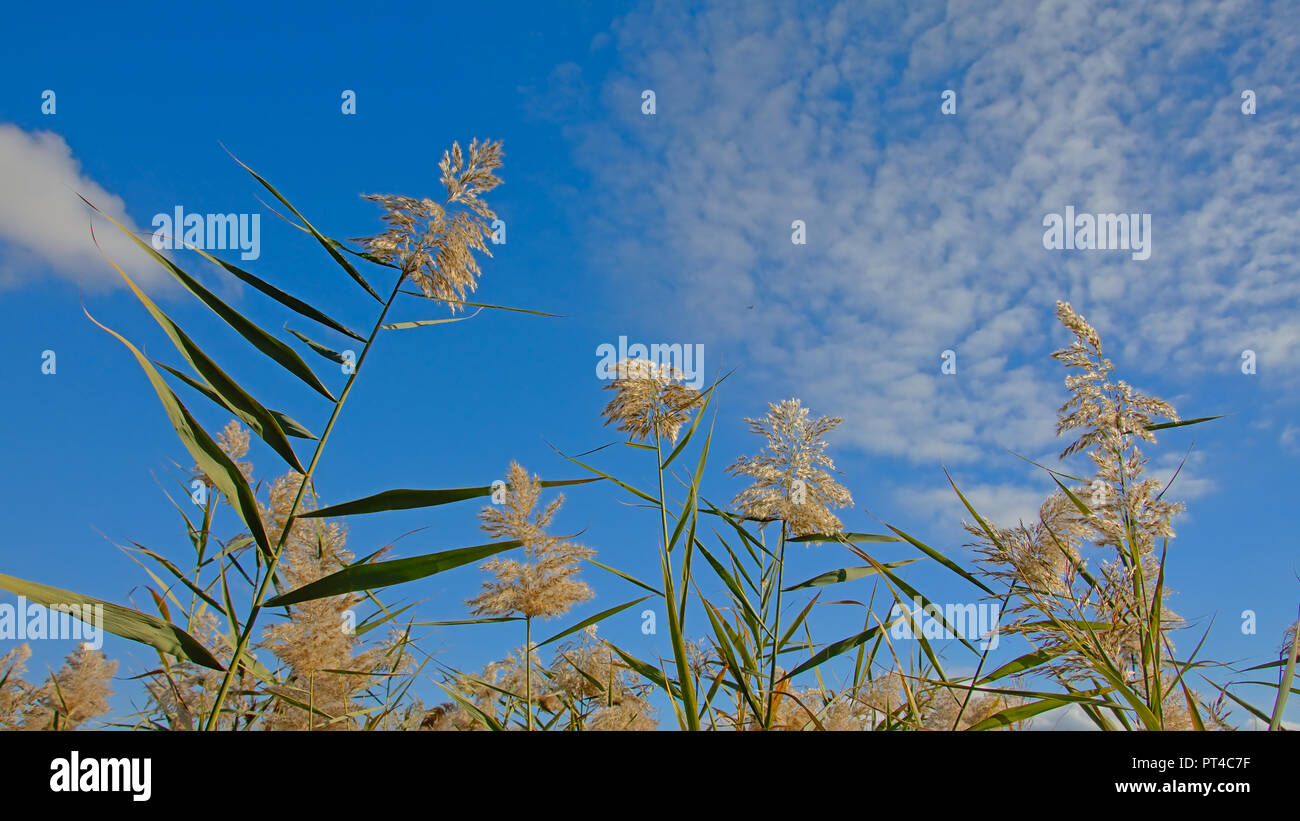 Top di gigantesche canne su un cielo blu con nuvole soffici in Guadalhorce estuario del fiume nella riserva naturale del Malaga - Arundo donax Foto Stock