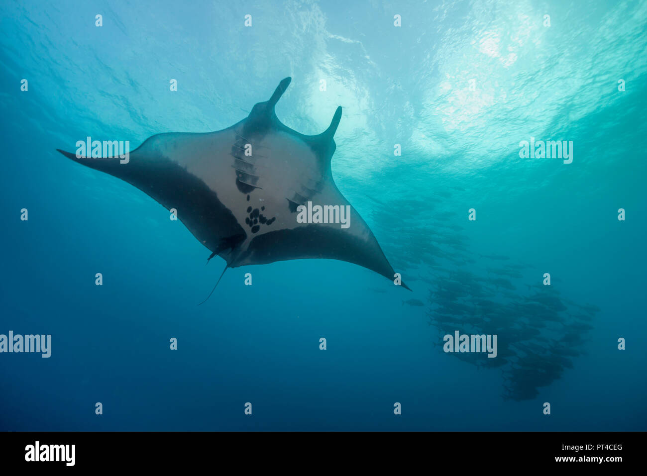 Manta ray, Revillagigedo Islands, Messico. Foto Stock