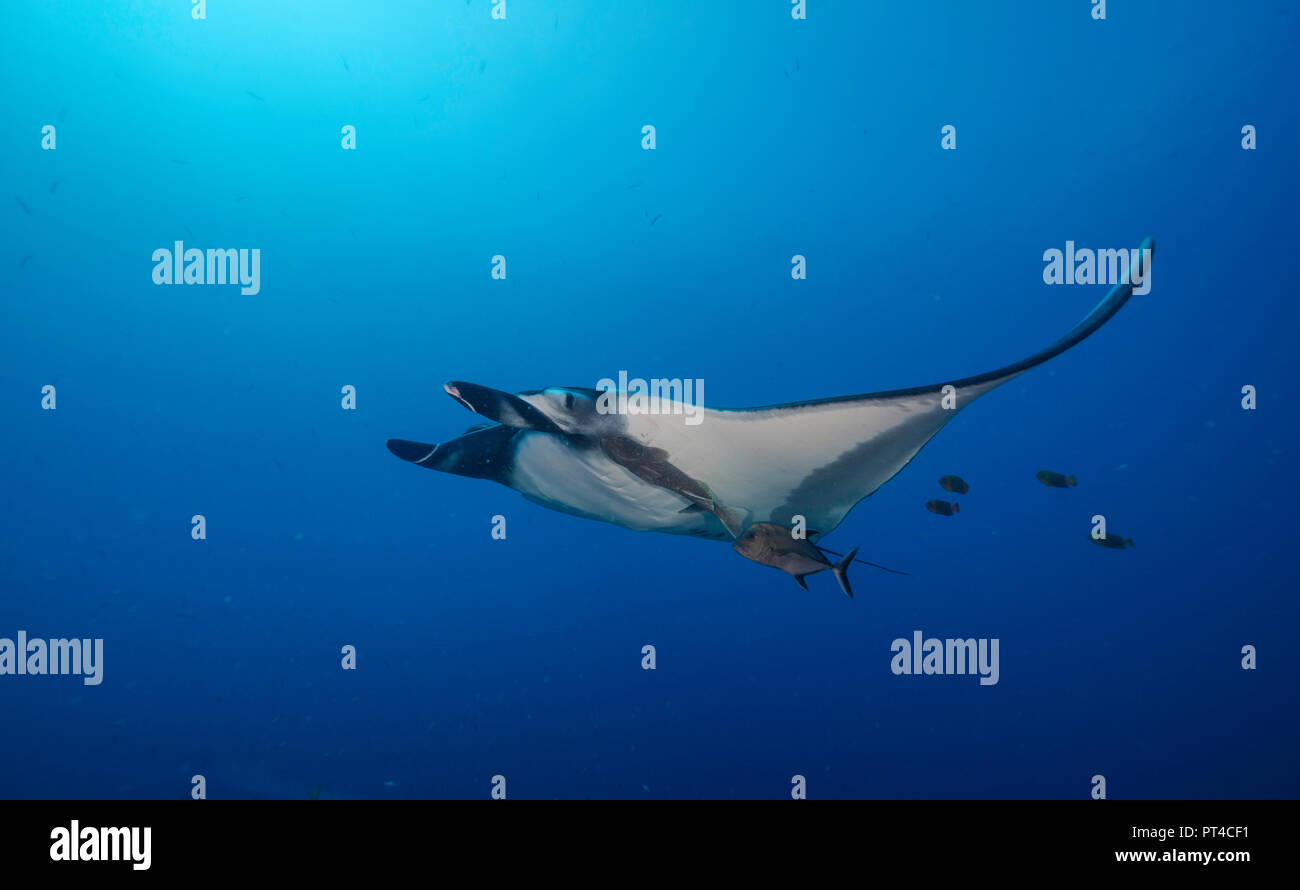 Manta ray, Revillagigedo Islands, Messico. Foto Stock