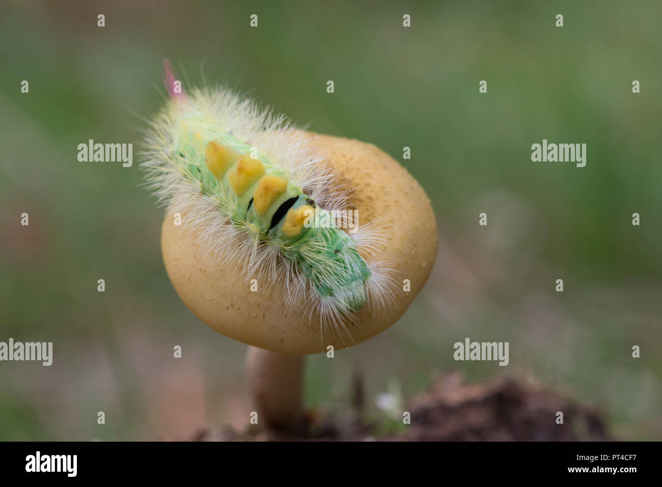 Pale tussock moth caterpillar (Calliteara pudibunda larva) su un toadstool in autunno Foto Stock