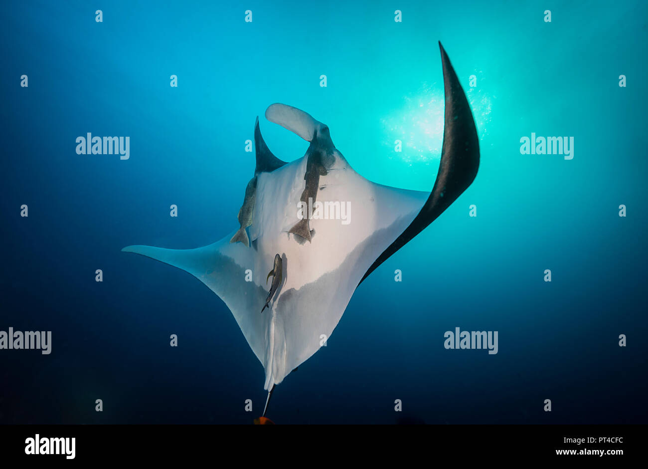 Manta ray, Revillagigedo Islands, Messico. Foto Stock
