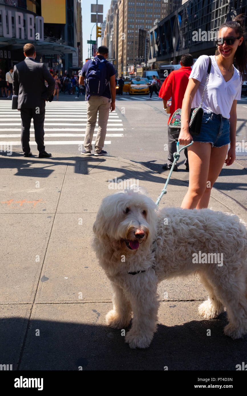Un cane bianco e il suo proprietario sorridente sulla 8th Avenue a New York presso l'angolo con West 42nd Street in un posto molto soleggiato e caldo giorno d'estate Foto Stock