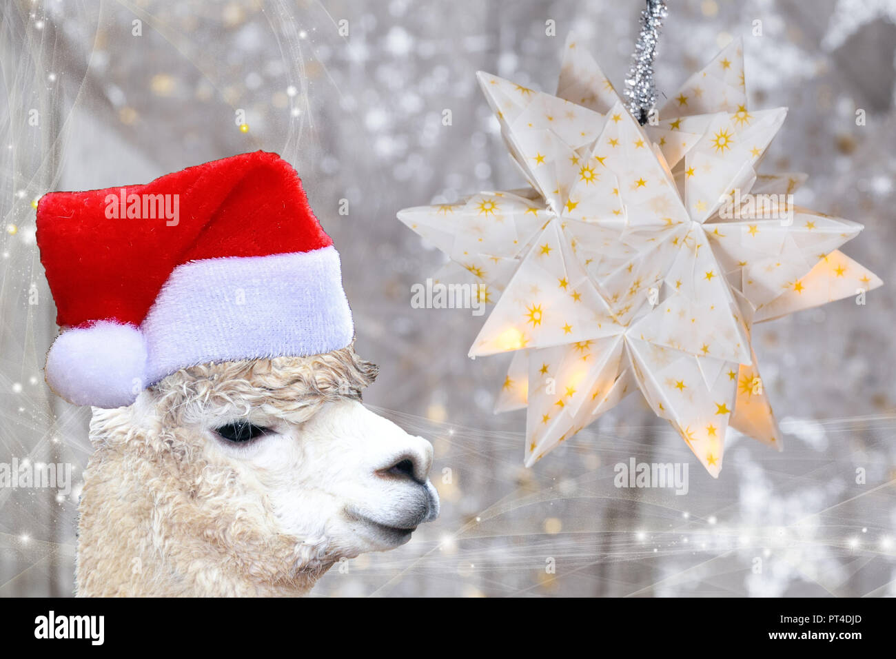 Sfondi Natalizi Animali.Concetto Di Natale Llama Alpaca Indossando Un Babbo Natale Cofano Isolato Su Un Bianco Natale Sfondo Con Stelle Foto Stock Alamy