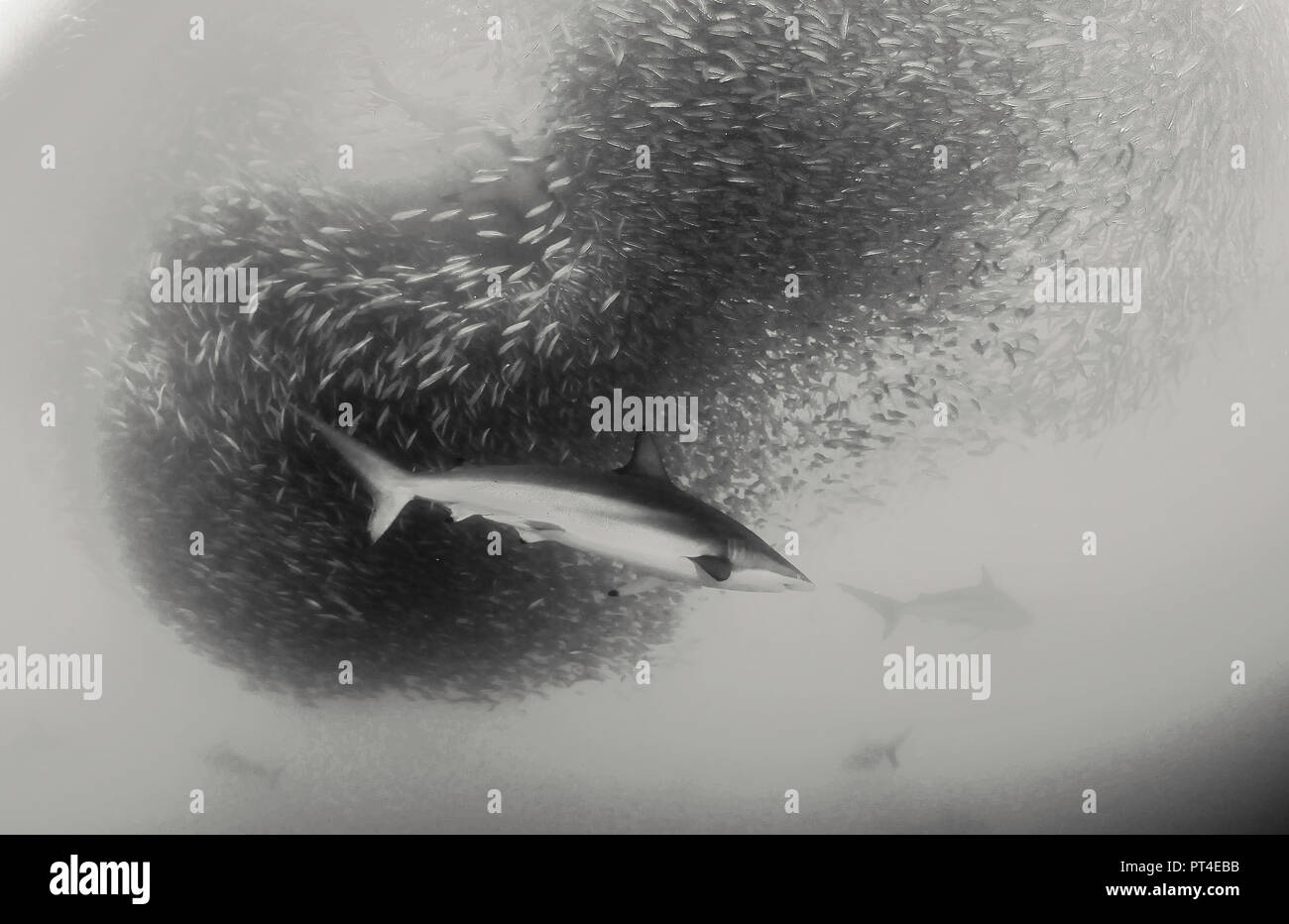 Bronze whaler alimentazione degli squali su una sardina esca ball durante la sardina eseguire al largo della costa orientale del Sud Africa. Foto Stock