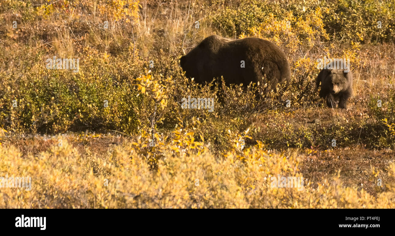 Pignola brown Bear Cub camminando tra scrofa in giallo erba nel Parco Nazionale di Denali. Foto Stock